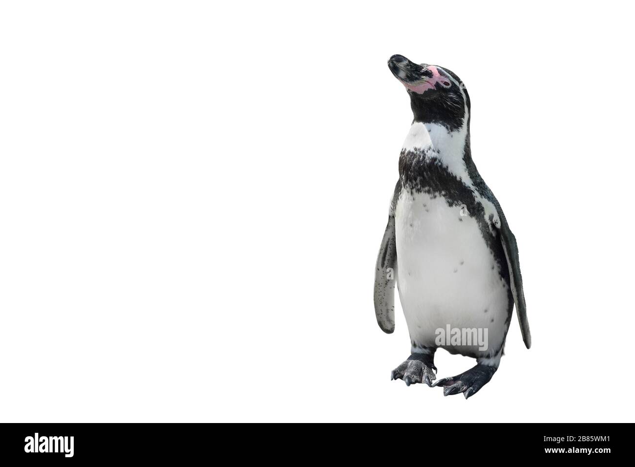 Manchot drôle debout pleine longueur isolé sur blanc. Le pingouin africain se rapproche. Animaux sauvages ou de zoo. Espace de copie Banque D'Images