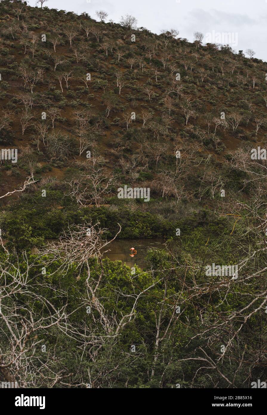 Flamants roses isolés dans un étang sur les îles Galapagos, Équateur Banque D'Images
