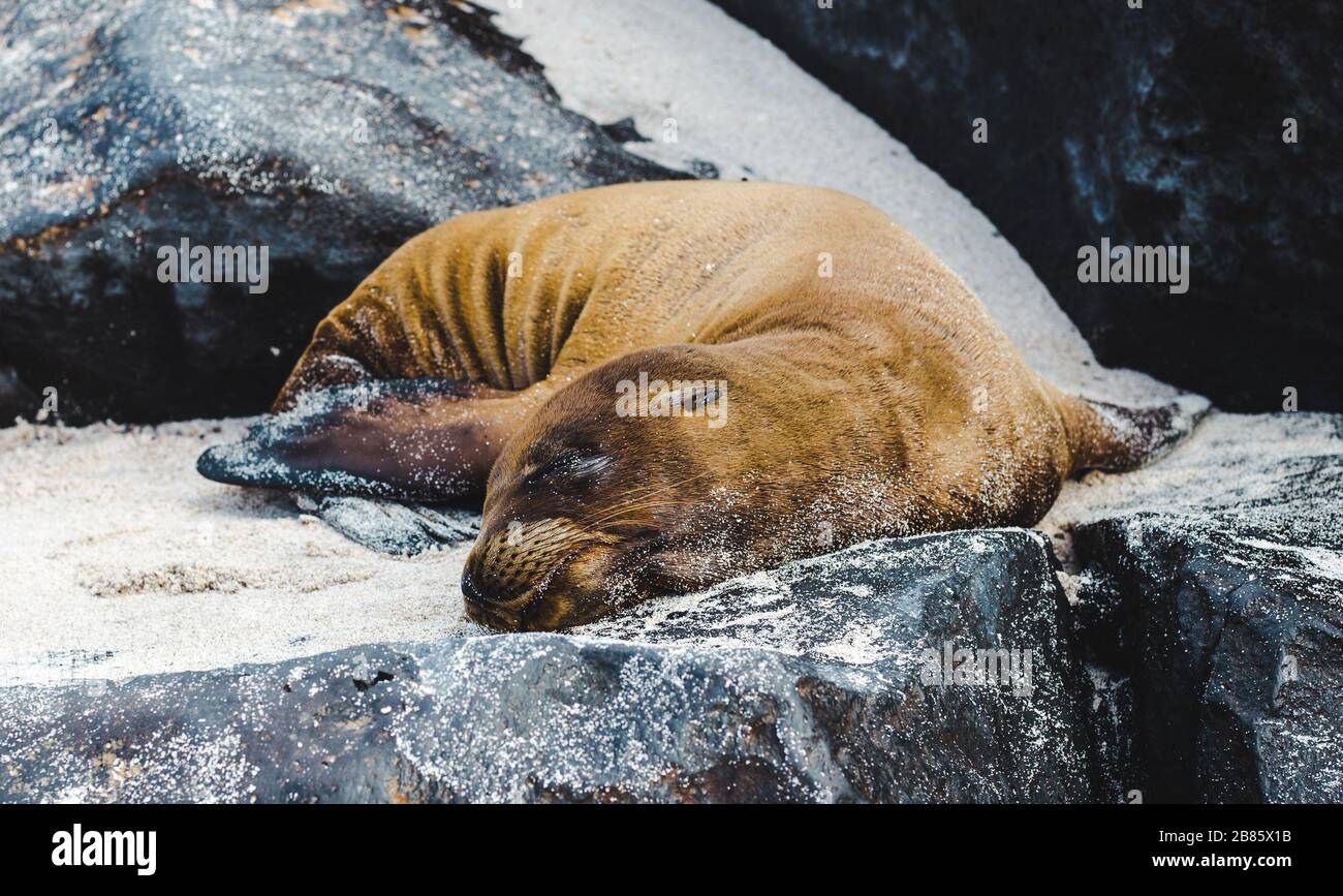 Fourmi-mer paresseux dormant sur les rives rocheuses des îles Galapagos, Équateur Banque D'Images