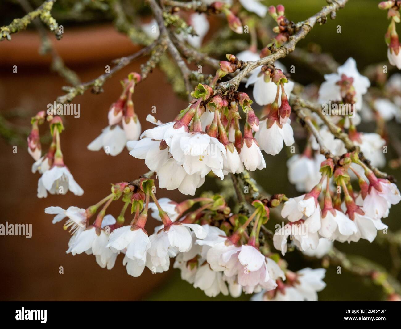 Les fleurs blanches de Prunus Kojo-no-mai au début du printemps Banque D'Images