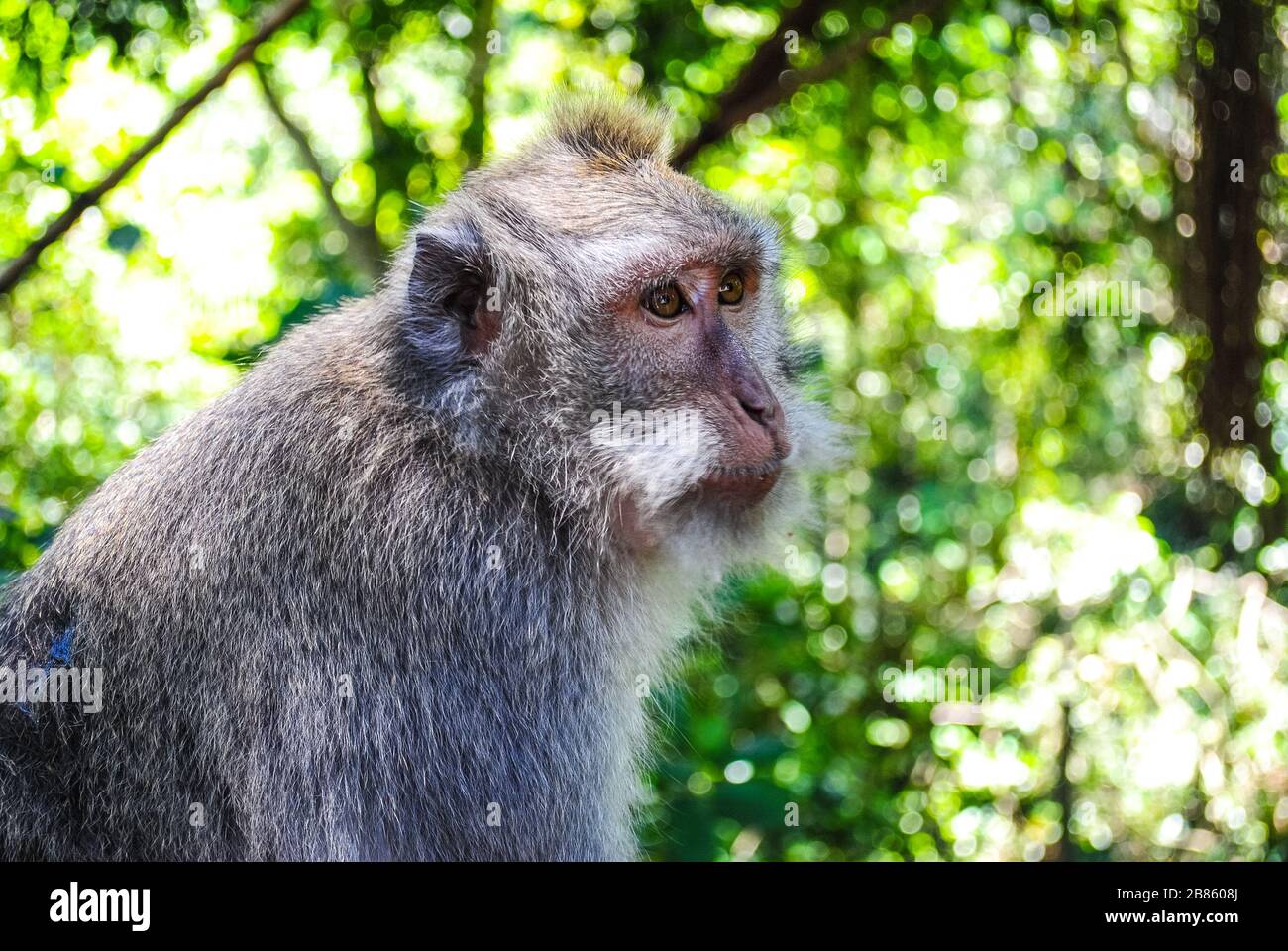 Un singe balinais à queue longue Banque D'Images