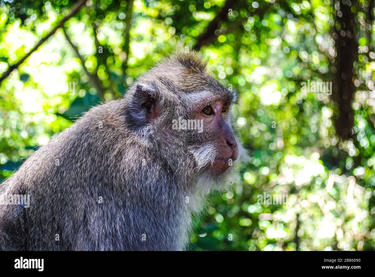 Un singe balinais à queue longue Banque D'Images
