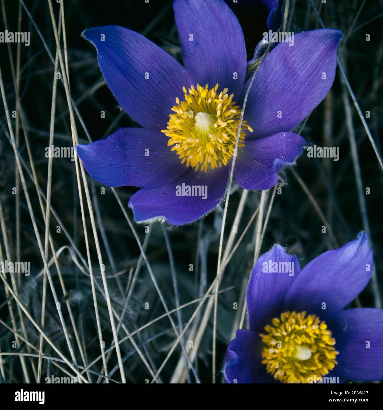 Fleur de Pasque. Fleurs de printemps. Fond floral. Fleur violette. Espace de copie. Banque D'Images