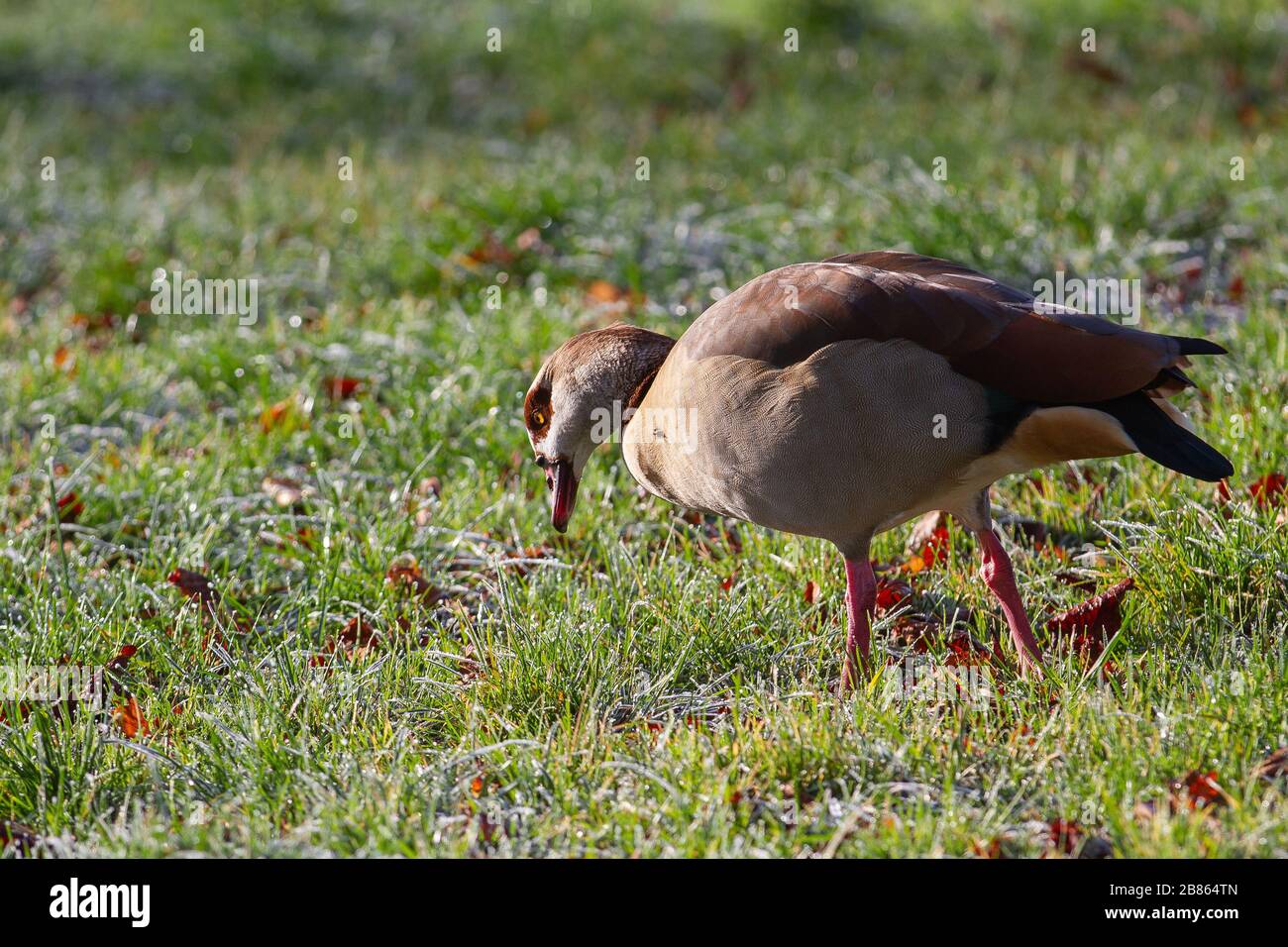 Une oie égyptienne (Alopochen aegyptiaca) sur l'herbe avec du givre dans le soleil Banque D'Images