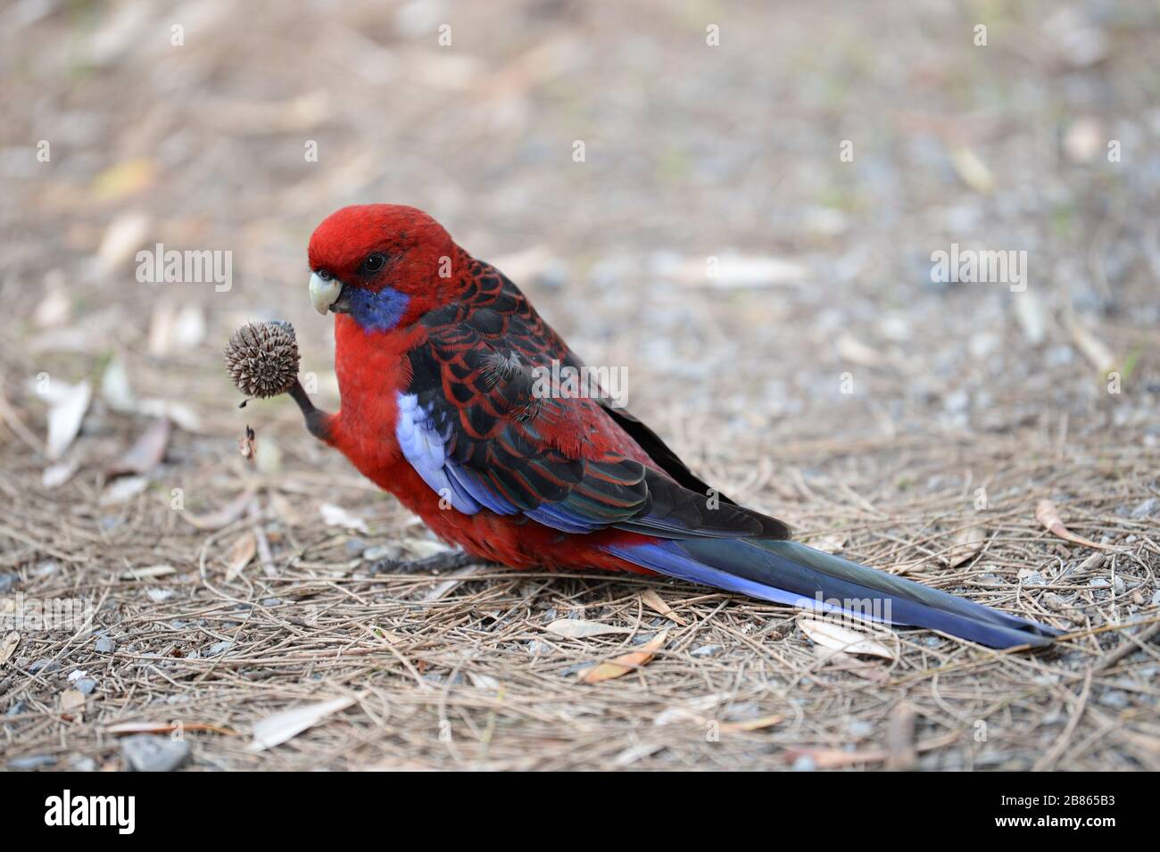 Une Rosella rouge et bleue de couleur vive soulève un cône avec sa griffe pour extraire les grains de graines avec son bec incurvé Banque D'Images