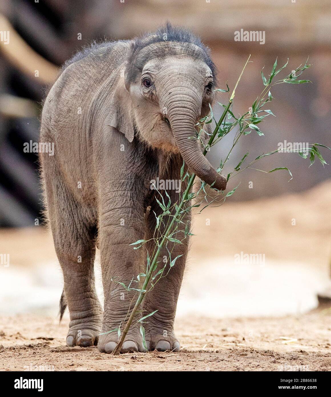 Riva Hi Way, un bébé veau d'éléphant d'Asie né le mois dernier au zoo de Chester, fait ses débuts publics avec sa mère de 15 ans Sundara Hi Way. Photo PA. Date de l'image: Vendredi 20 mars 2020. Le veau est né après une grossesse de 22 mois. Les éléphants d'Asie sont répertoriés comme étant menacés par l'Union internationale pour la conservation de la nature (UICN) et l'espèce est fortement menacée dans la nature par la perte d'habitat, le braconnage, le conflit entre l'homme et la faune et un virus mortel de l'herpès appelé l'éléphant Endothozotropic Herpesvirus. Crédit photo devrait lire: Peter Byrne/PA Wire Banque D'Images