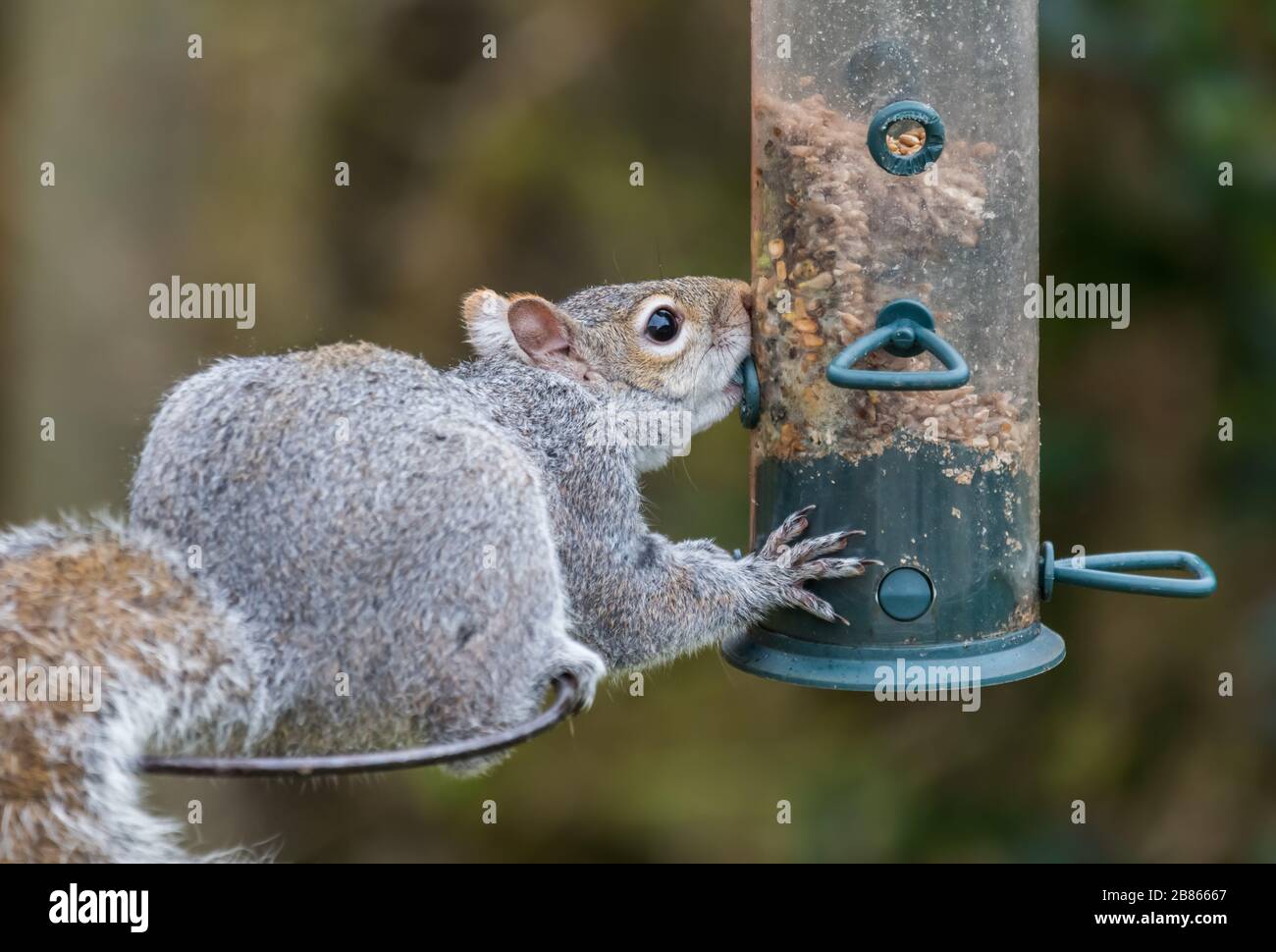 Squirrel gris de l'est (Sciurus carolinensis, Squirrel gris) voler et manger de la nourriture à partir d'un oiseau de charpenter au printemps, au Royaume-Uni. Banque D'Images