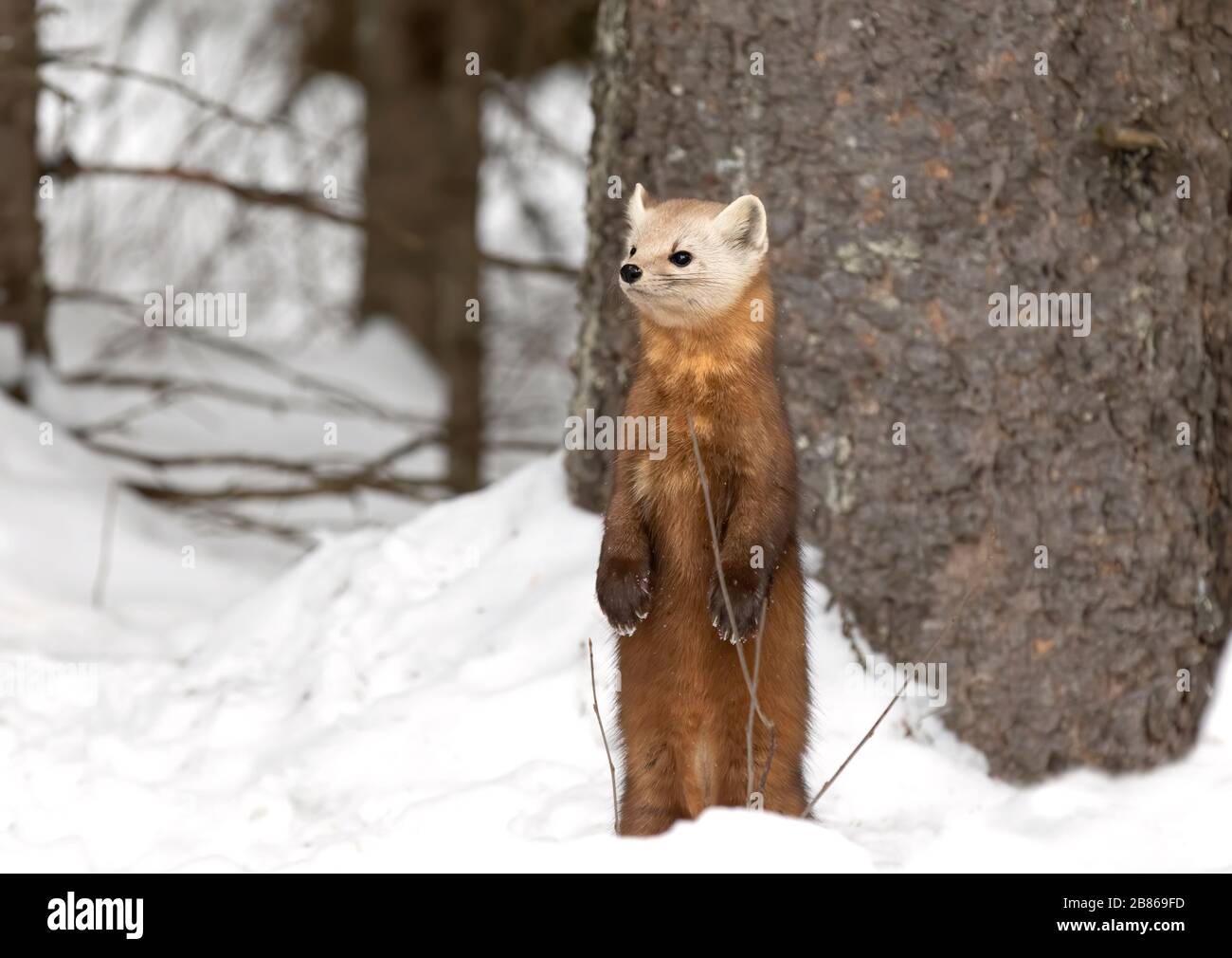 Marten de pin dans le parc Algonquin, Canada en hiver Banque D'Images