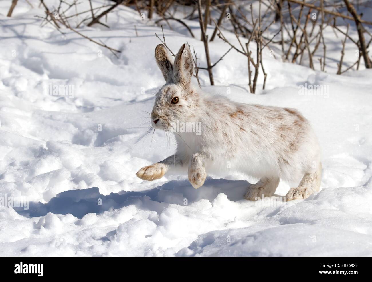 Lièvre d'Amérique ou lièvre d'Amérique blanc avec manteau brun tournant dans la neige d'hiver au Canada Banque D'Images