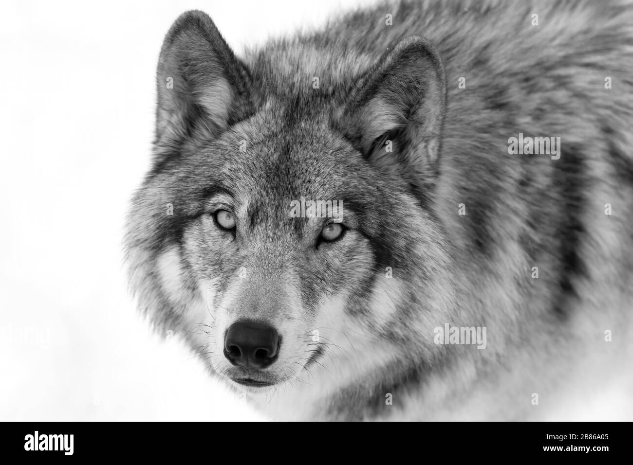 Loup en bois ou loup gris Canis lupus portrait en noir et blanc isolé sur fond blanc gros plan en hiver au Canada Banque D'Images