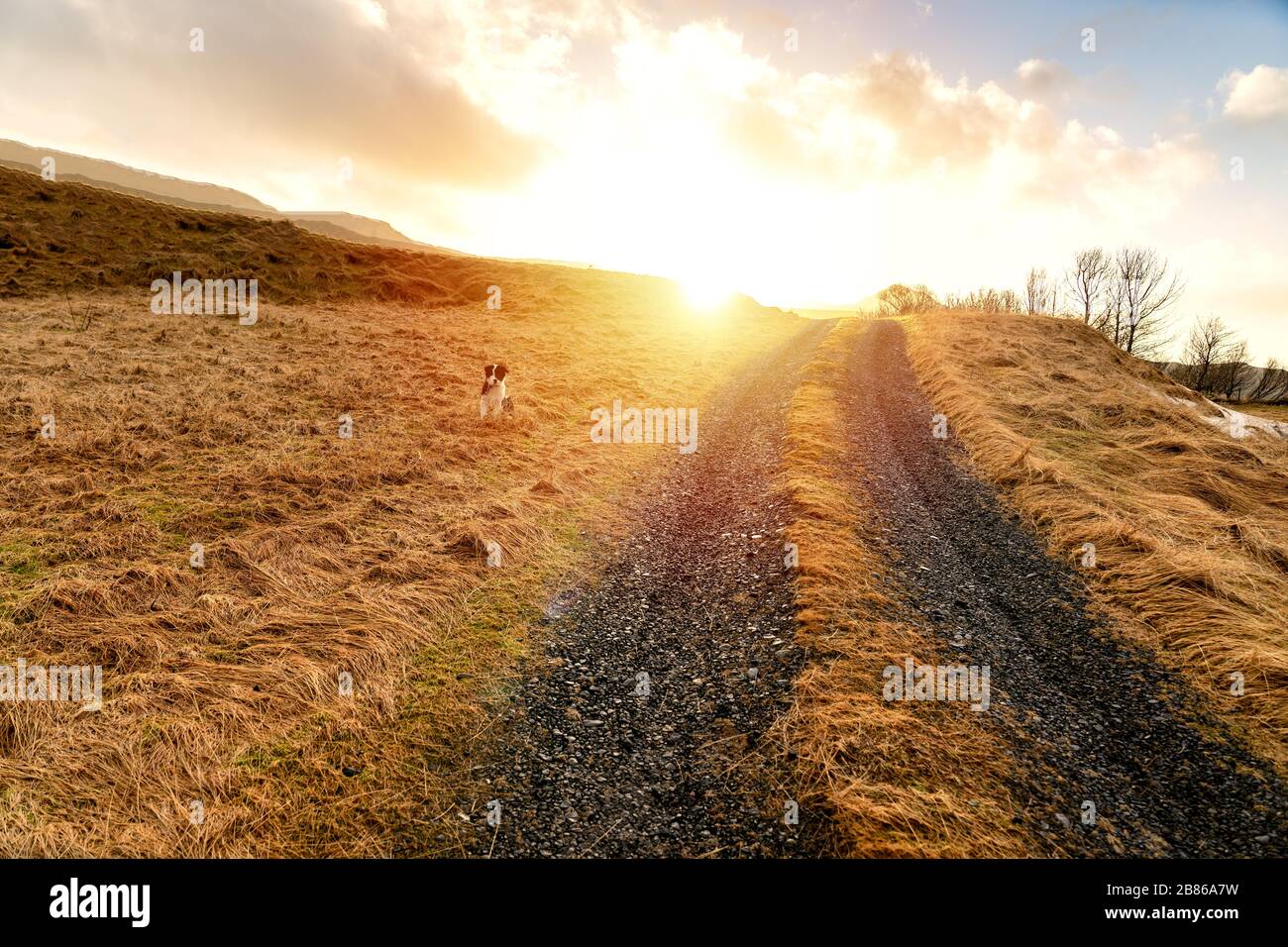 Campagne de campagne au coucher du soleil avec un chien en Islande Banque D'Images