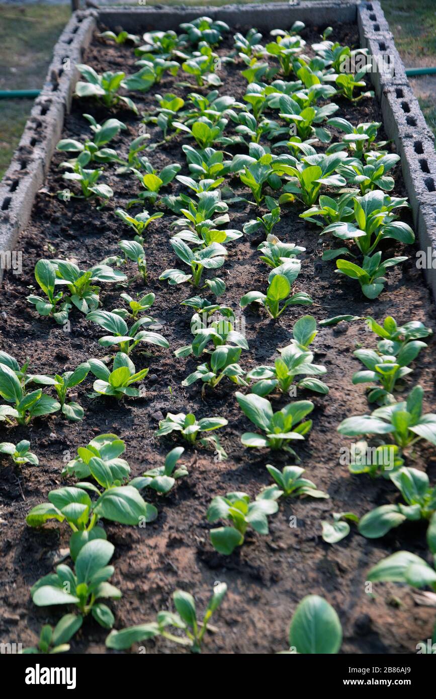 Les légumes cantonais sont faibles sur le terrain. ( Mok Pak Choi , chinois Floraison Cabbage.Pak Choi ). Banque D'Images