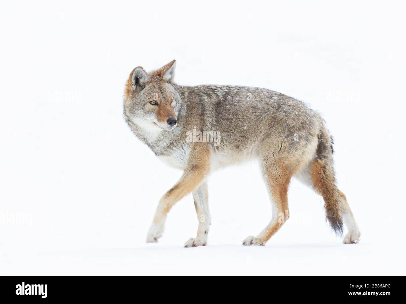 Une coyote solitaire (Canis latrans) se ferme dans la neige d'hiver au Canada Banque D'Images