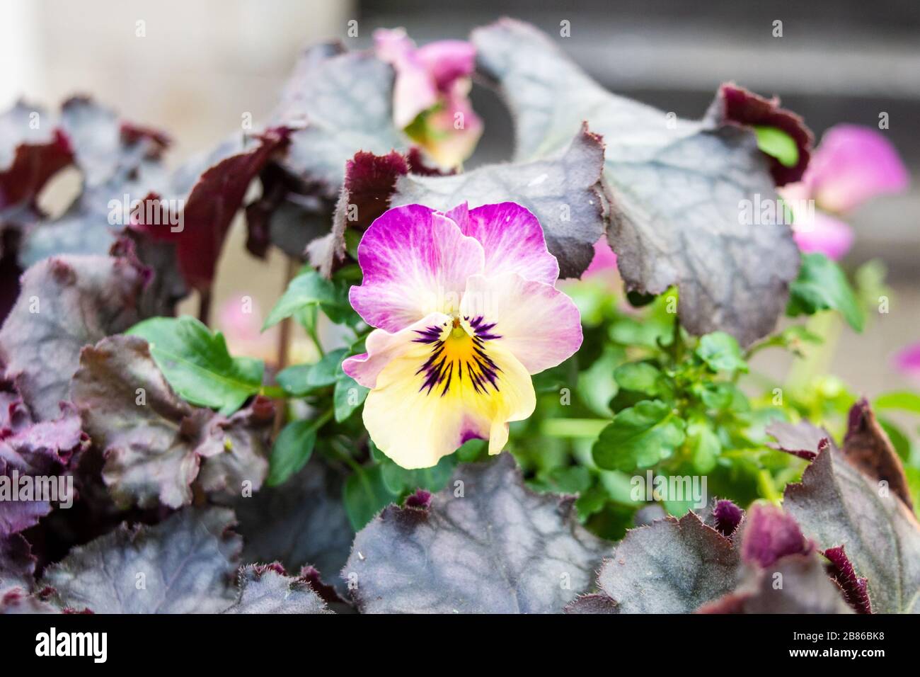 Une violette à ressort délicate avec rose violet en haut et jaune au centre et en bas avec détails violet foncé Banque D'Images