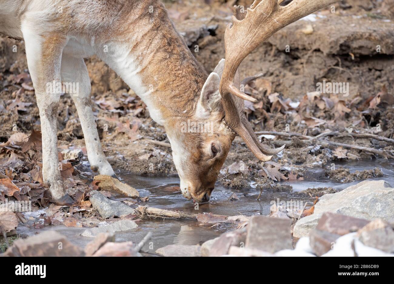 Cerf daim (Dama dama) avec grand panache boire d'une flaque d'eau au Canada Banque D'Images