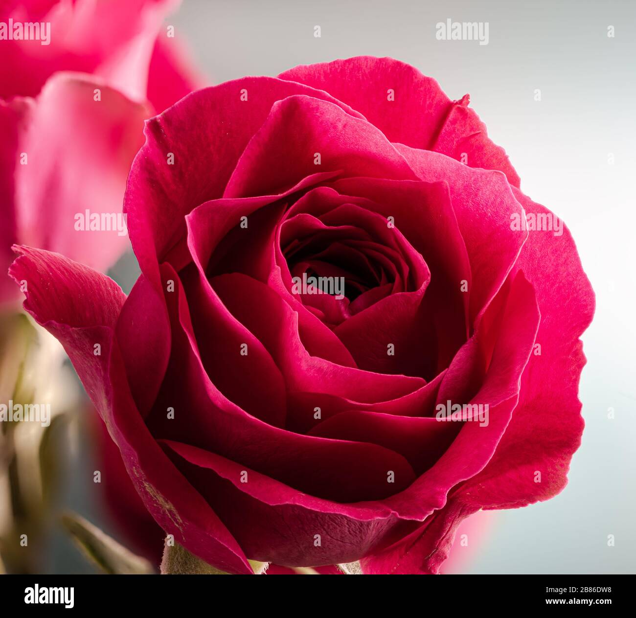Gros plan d'une belle rose rouge sur fond clair Banque D'Images