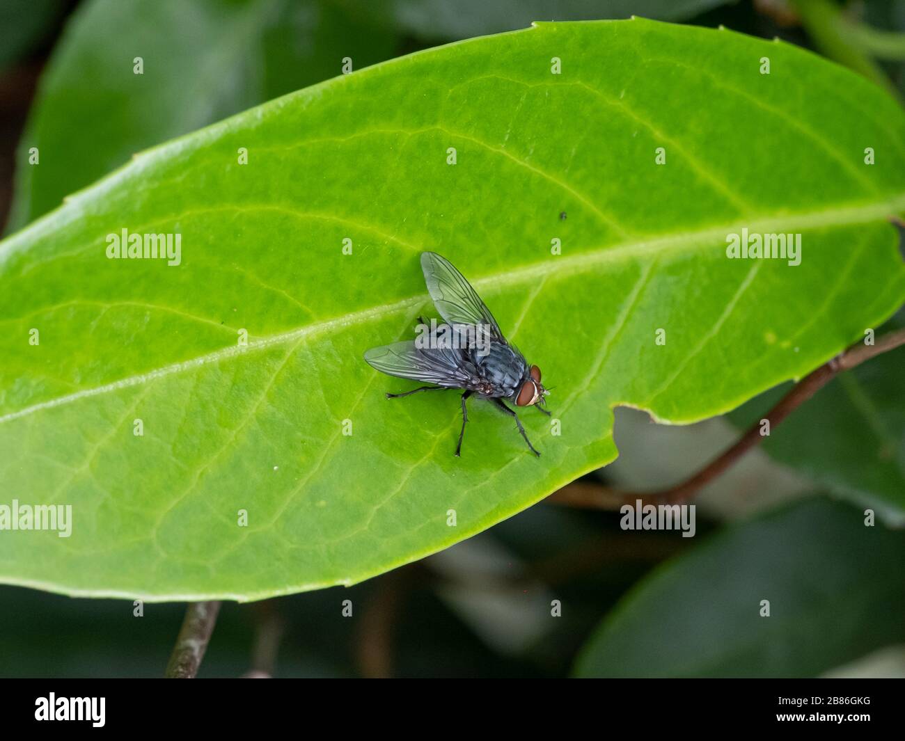 Gros plan macro mouche de maison, yeux rouges, mouche de maison sur la feuille de gran. Banque D'Images