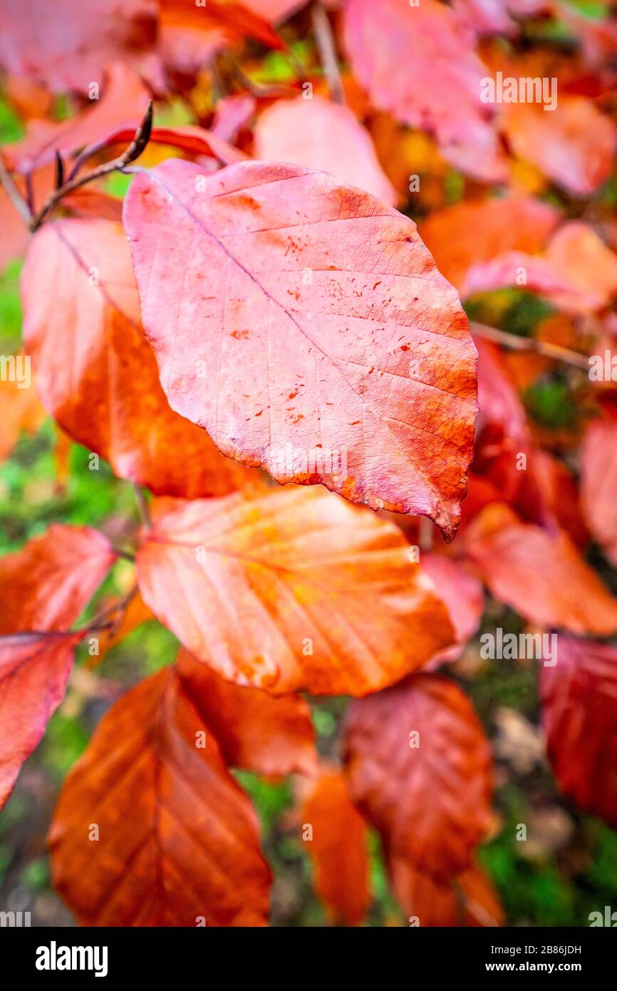 vue rapprochée des feuilles de hêtre brun humide en automne Banque D'Images
