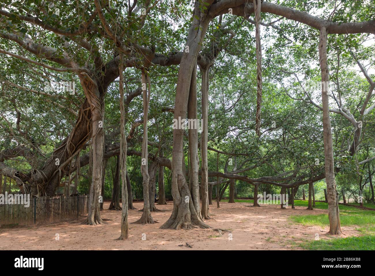 Banyan Tree à Auroville Pondichéry en Inde Banque D'Images