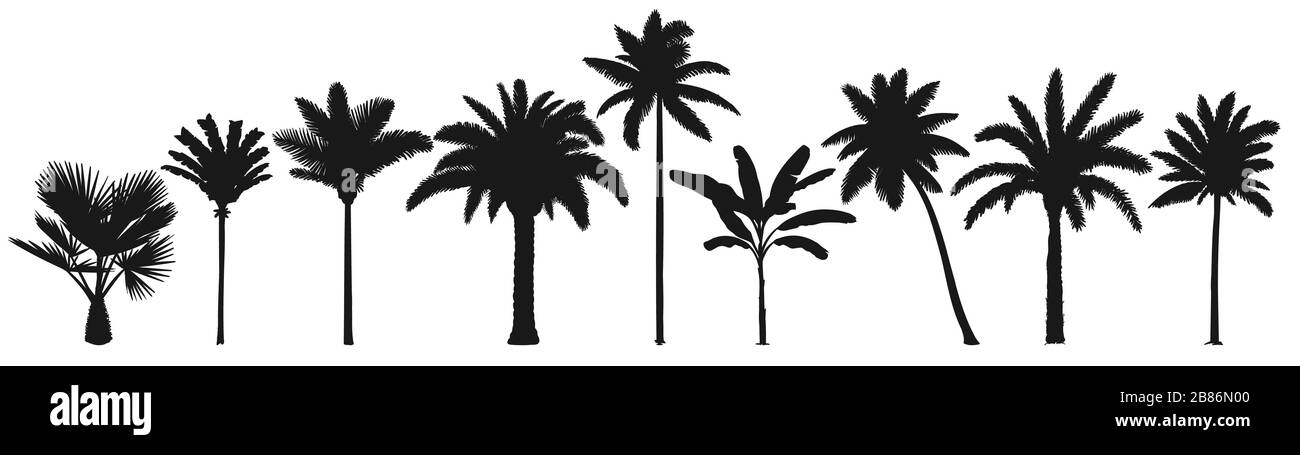 Silhouette de palmiers. Arbres rétro à la noix de coco, jeu vectoriel de silhouettes de palmiers tropicaux dessinés à la main Illustration de Vecteur Silhouette de palmiers. Arbres rétro à la noix de coco, jeu vectoriel de silhouettes de palmiers tropicaux dessinés à la main Illustration de Vecteur