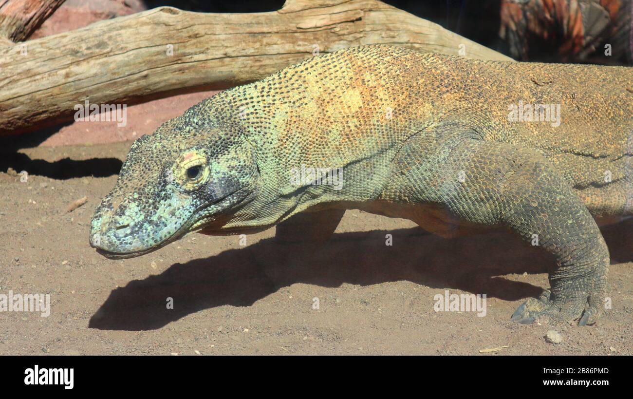 gros plan d'un dragon toxique de komodo dans un zoo Banque D'Images