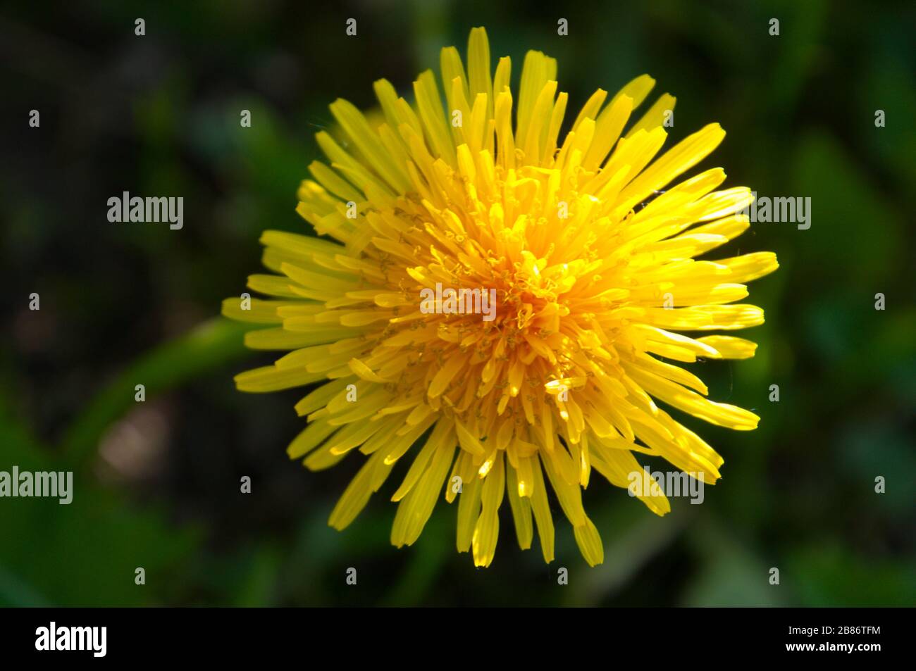 Une vue panoramique ensoleillée et gaie. Fleur de printemps vive. Banque D'Images