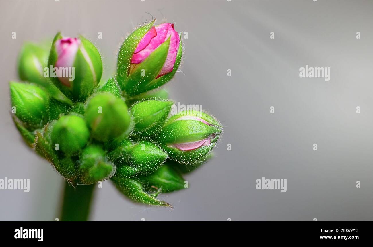 Superbes gros plans de fleurs de printemps en fleurs, pissenlits ou feuilles avec des détails délicats et lumière douce du soleil et arrière-plans bokeh. Banque D'Images