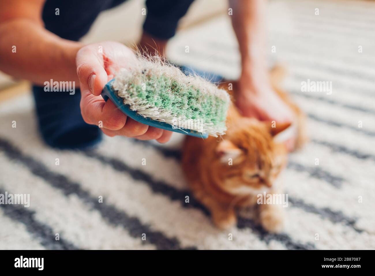 Nettoyer la moquette des cheveux de chat avec la brosse à la maison. L'homme nettoie le tapis sale de la fourrure d'animal. Entretien ménager. Allergie Banque D'Images