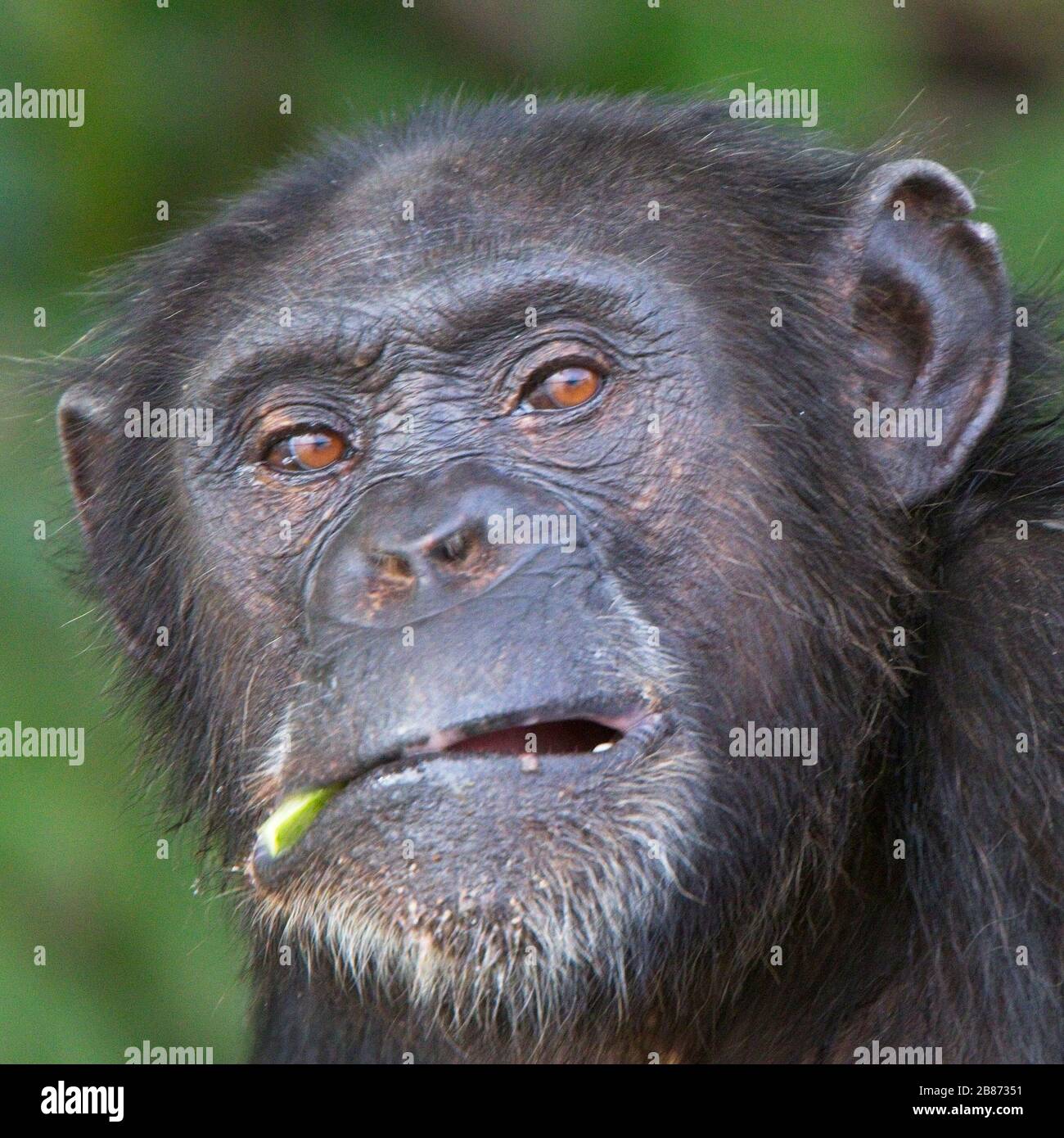 'Yukk!', Chimpanzee (Pan troglodytes) adulte dans un arbre, projet de réhabilitation des chimpanzés, Parc national de la Gambie du fleuve, Gambie. Banque D'Images