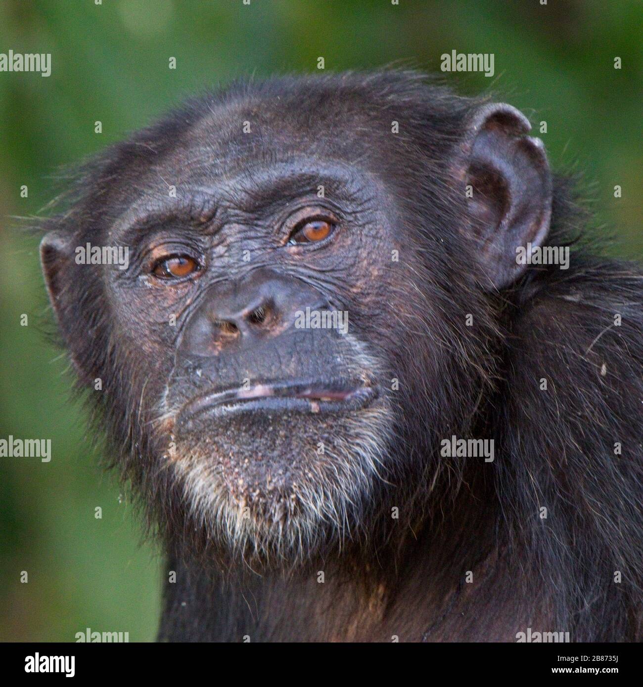 « un regard de dédain », Chimpanzé (Pan troglodytes) adulte dans un arbre, projet de réhabilitation des chimpanzés, Parc national de la Gambie du fleuve, Gambie. Banque D'Images