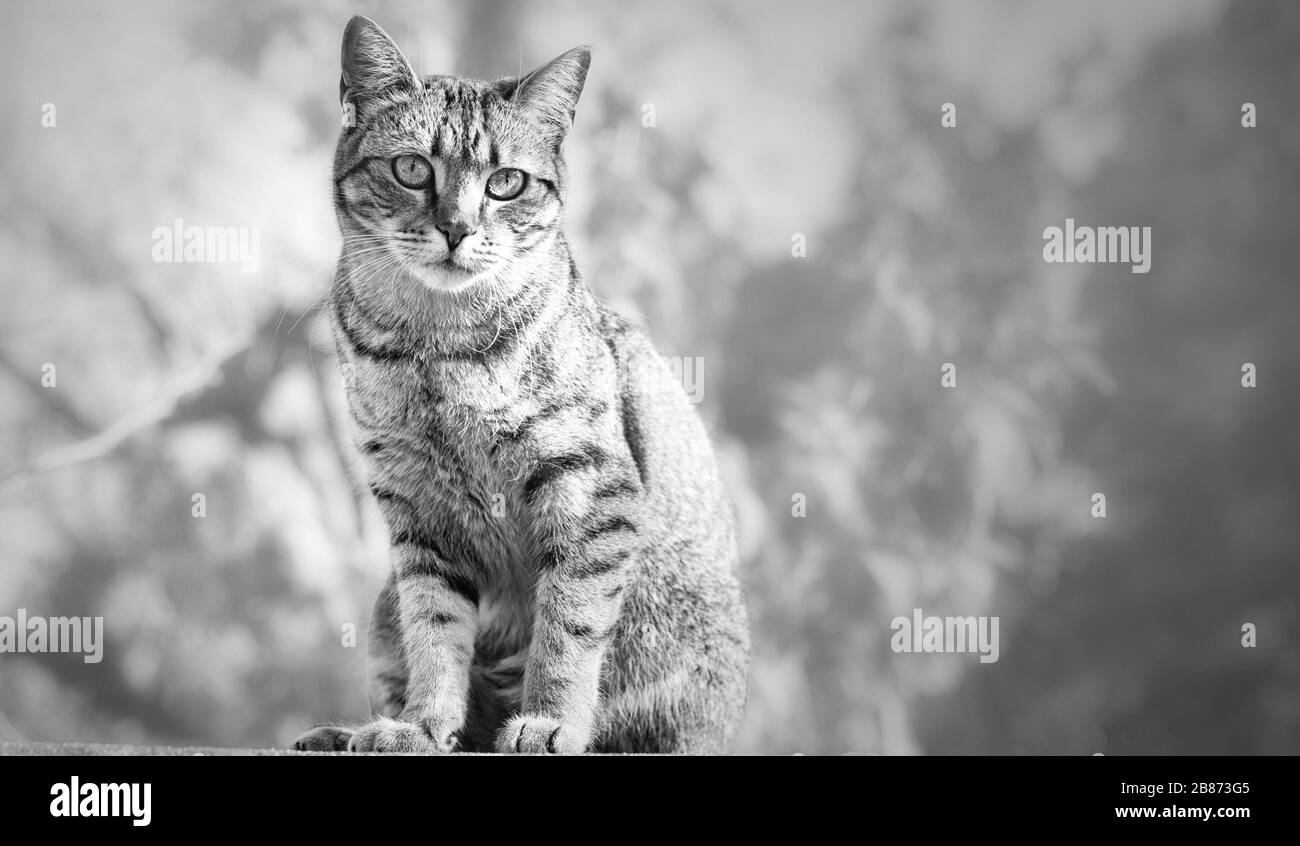 Des portraits de chats, de chiens ou d'oiseaux en plein air dans la nature ou dans la rue. Banque D'Images