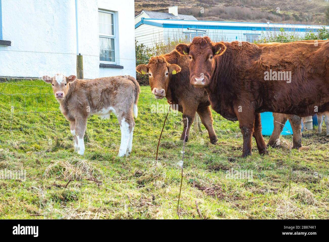 Famille de vaches dans un champ vert dans le comté de Donegal - Irlande. Banque D'Images