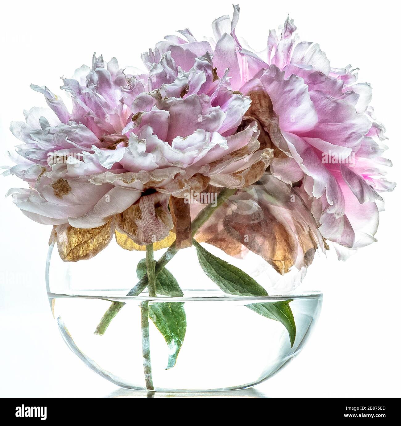 Pivoines roses fleurs dans vase Banque D'Images