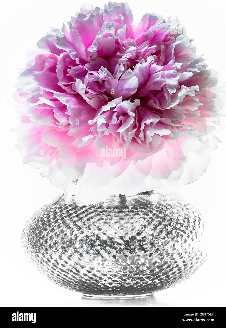 Pivoines roses fleurs dans vase Banque D'Images