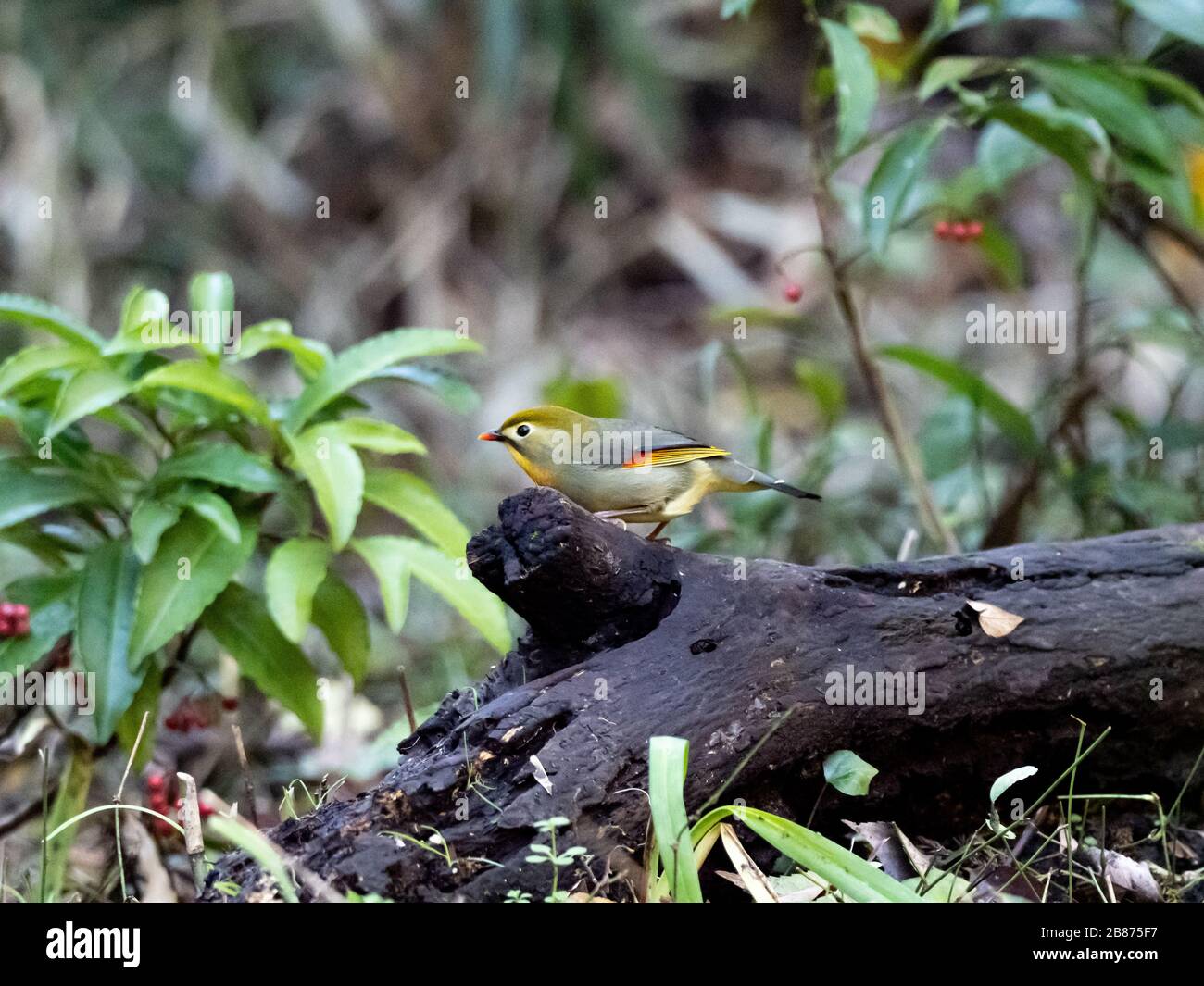 Une leiothrix de facture rouge, Leiothrix lutea, perche sur une trace tombée dans une forêt près de Yokohama, au Japon. Banque D'Images
