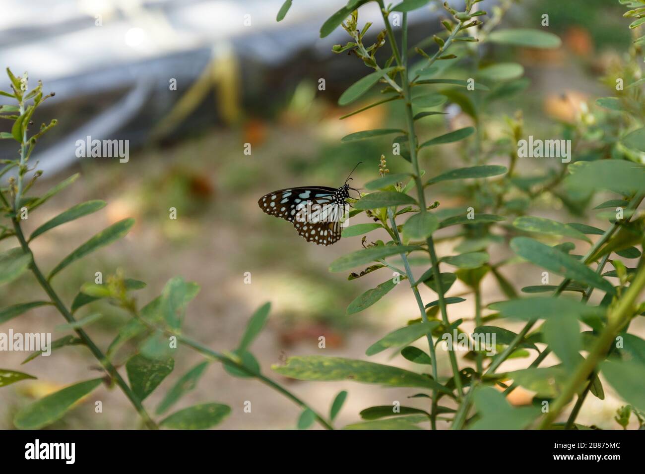 Asie Sri Lanka Polygiana buissons de Polonnaruwa Dipauyana avec cluster Blue Tiger papillons tirumala Septentrrionis Ceylon Palmfly ou Orange Plain Tiger Banque D'Images