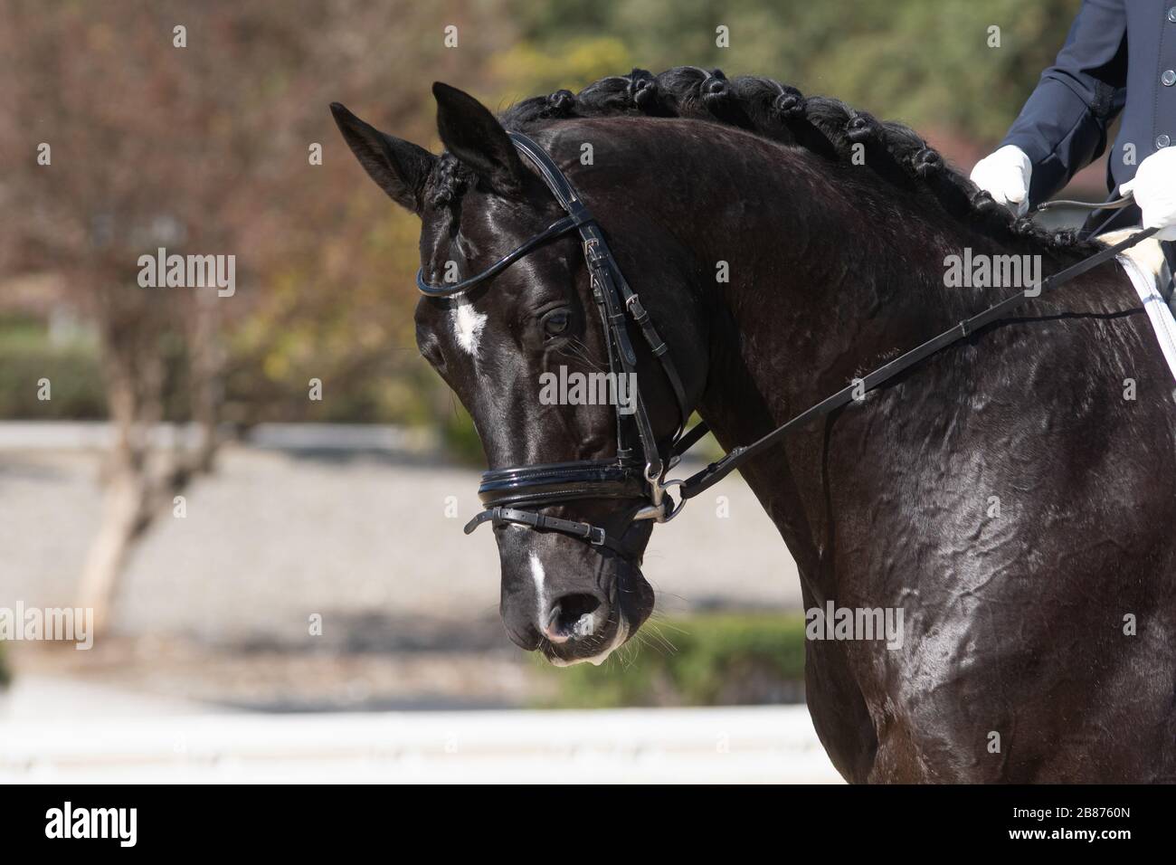 Portrait d'un cheval belge noir lors d'un concours de dressage Banque D'Images