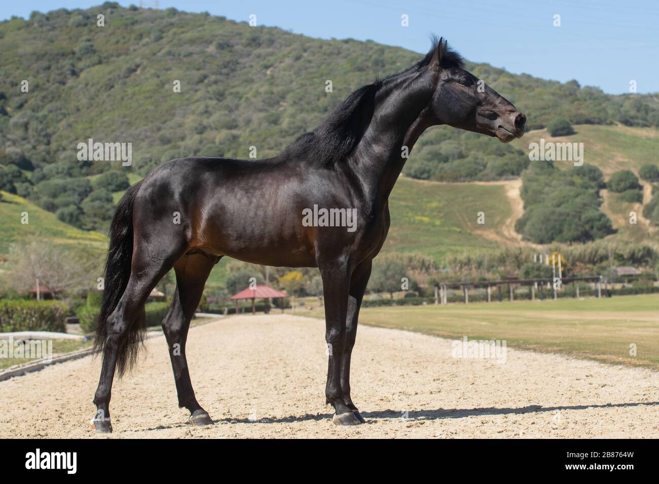 Portrait d'une jeune stalion espagnole de quatre ans posant Banque D'Images