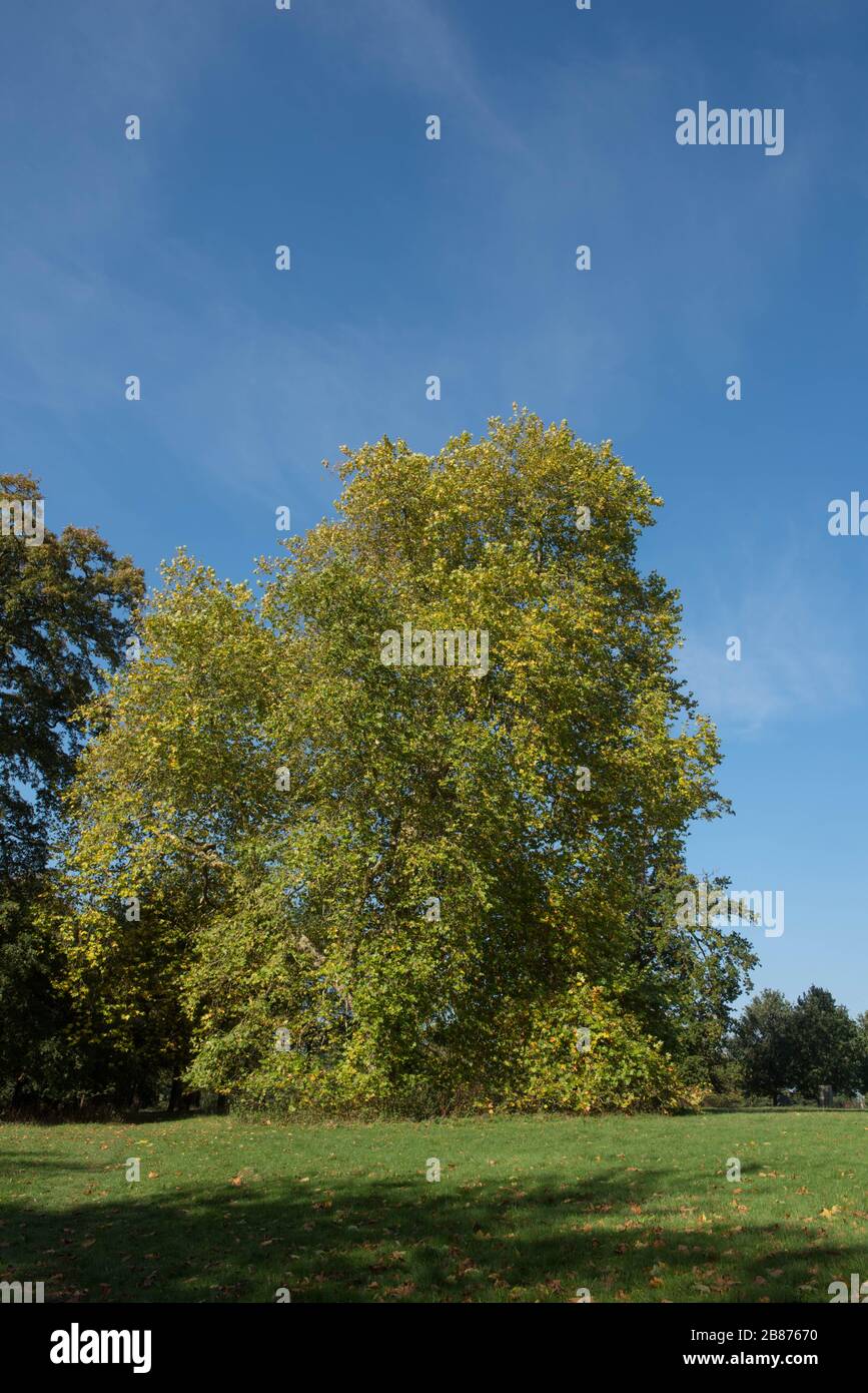 Plan américain ou arbre sycamore (Platanus occidentalis) dans un parc du Devon rural, Angleterre, Royaume-Uni Banque D'Images