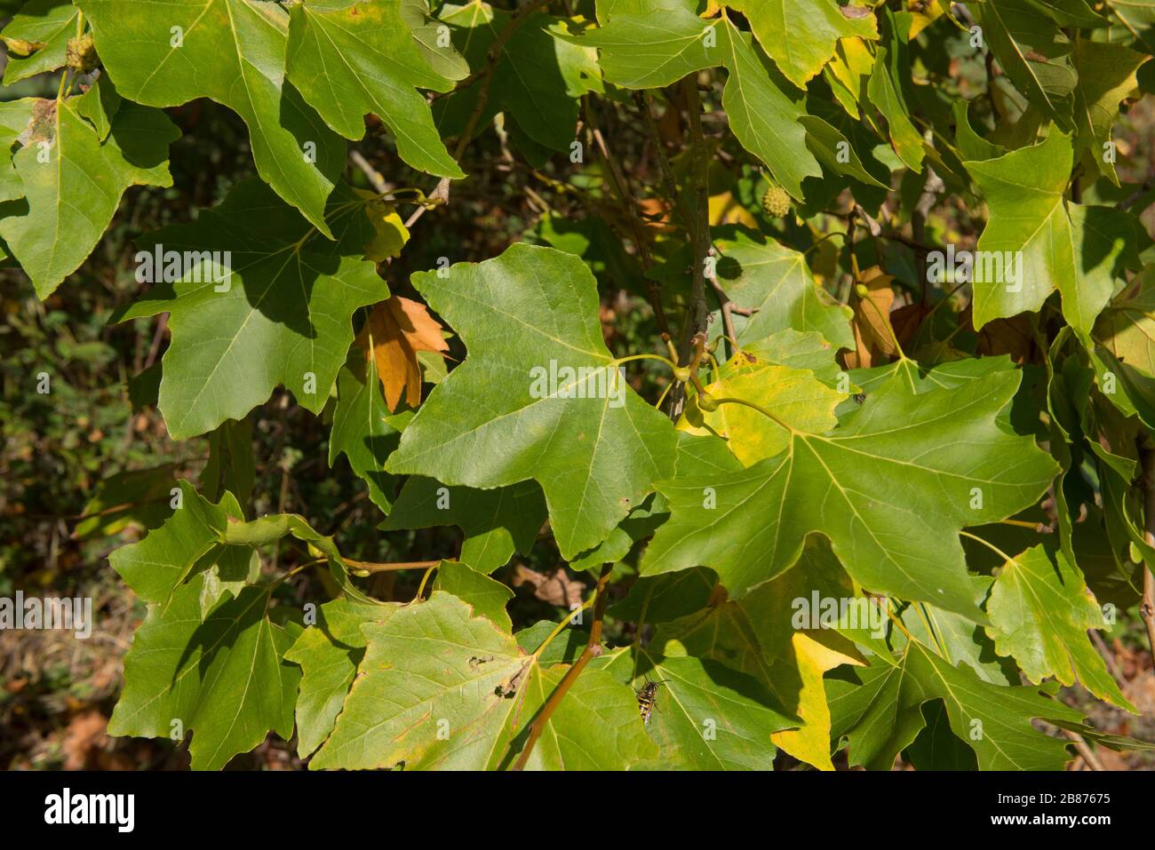 Plan américain ou arbre sycamore (Platanus occidentalis) dans un parc du Devon rural, Angleterre, Royaume-Uni Banque D'Images