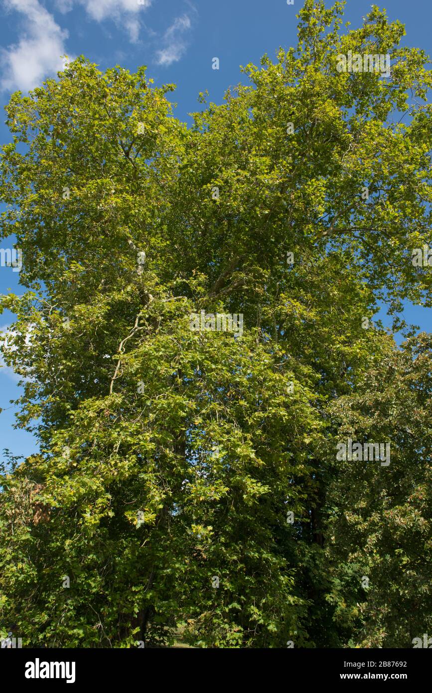 Feuillage un arbre à plan de Londres (Planatus x acerifolia ou Platanus x hispanica) avec un fond de ciel bleu vif dans un jardin dans le West Sussex, Angleterre, Royaume-Uni Banque D'Images