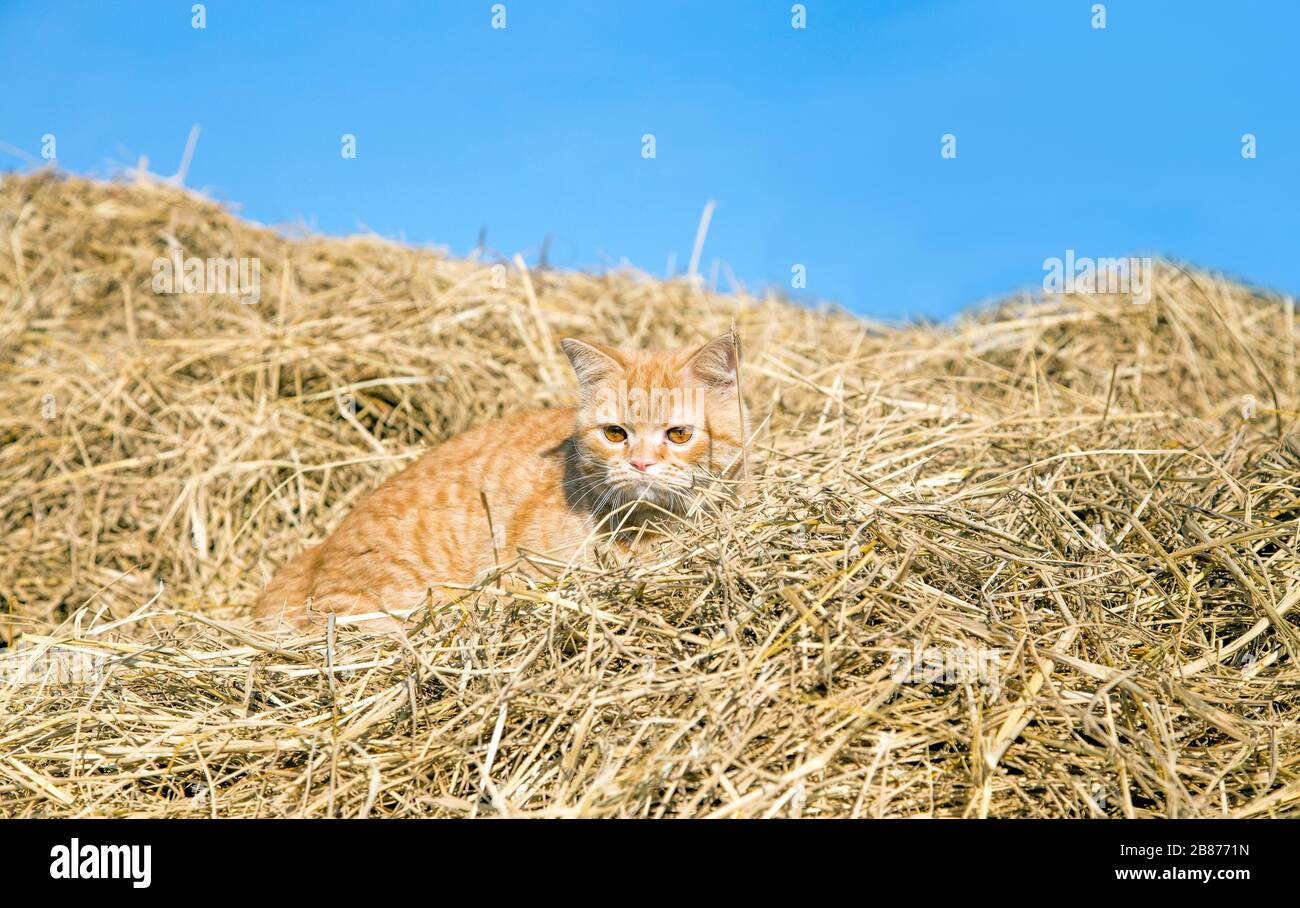 chat tigre errant assis sur paille d'herbe sèche sur ciel clair Banque D'Images