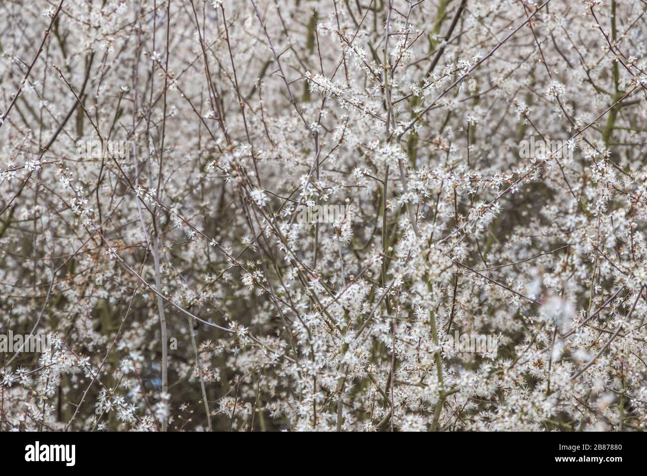 Printemps, brousse de tricherie florissante dans Alexandra Park à Londres Banque D'Images