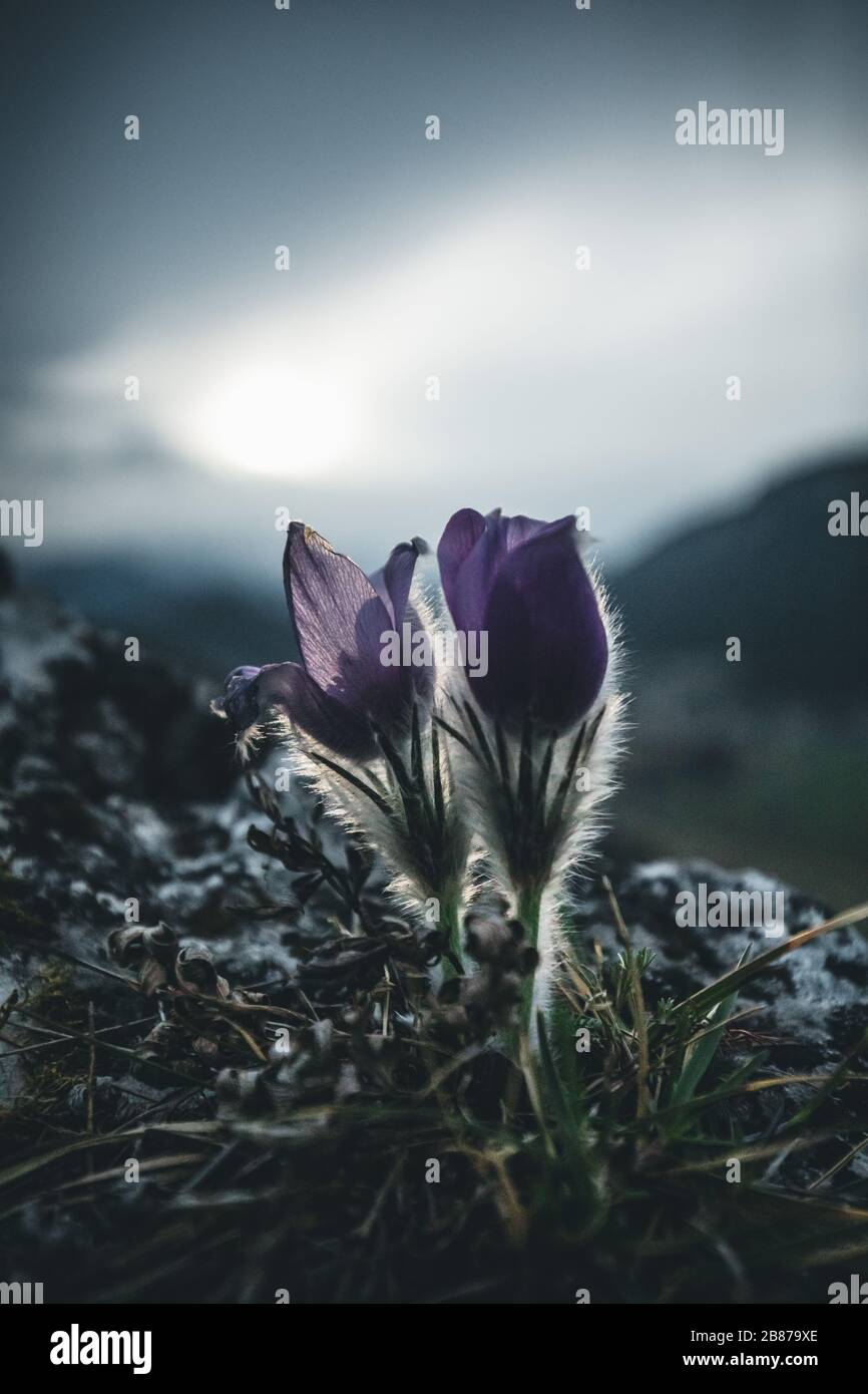 fleurs pourpres de printemps de crocus dans la nature Banque D'Images