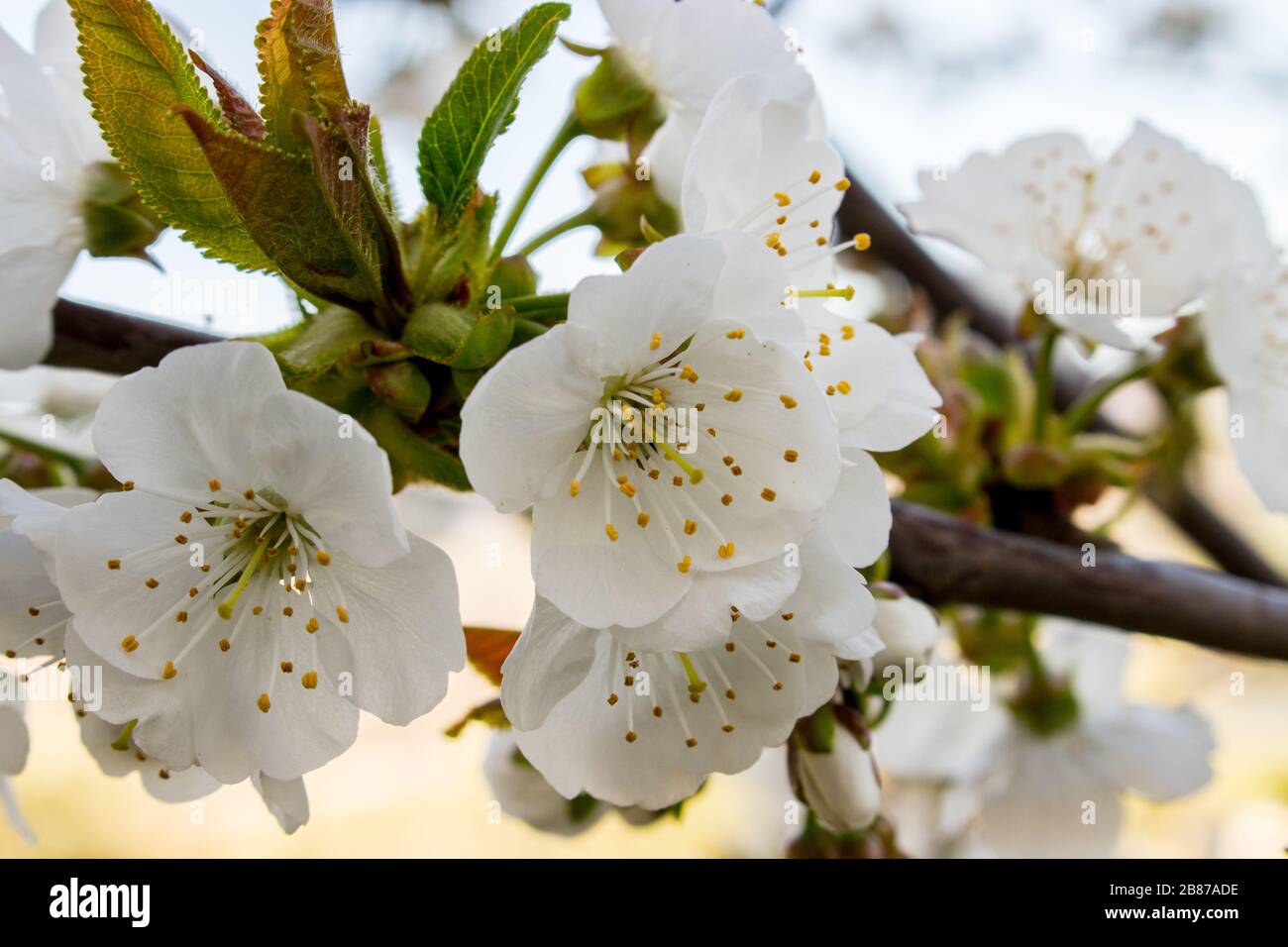Floraison de l'abricot dans une journée ensoleillée de printemps Banque D'Images