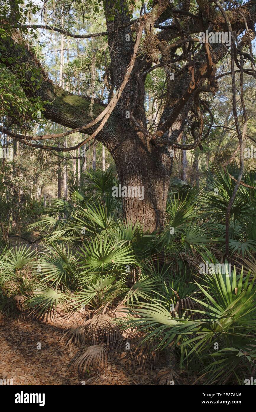 Zone boisée. Halpata Tastanaki Preserve conservation des terres Dunnellon, Floride, état des terres Banque D'Images