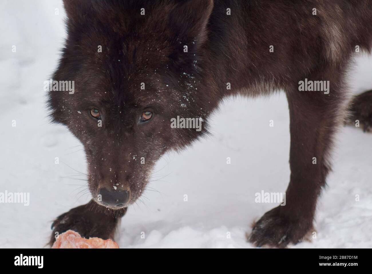 Les noirs sauvages loup est à la recherche de l'appareil photo. Les animaux de la faune. Canis lupus pambasileus. Banque D'Images