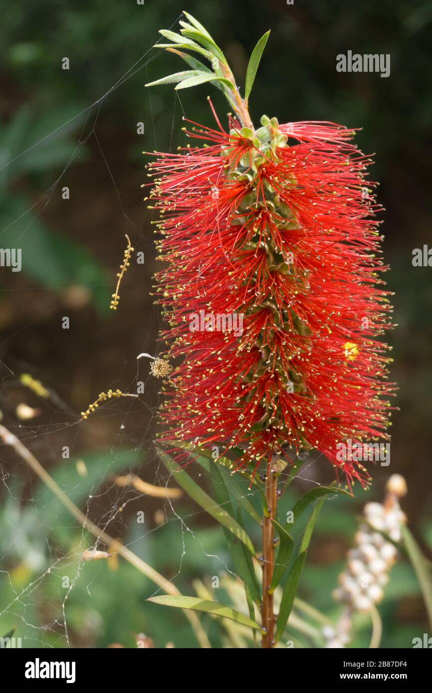 Callistemon montanus , Zylinderputzer, fleur de floraison rouge Banque D'Images