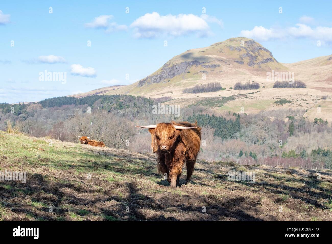 Strathblane, Stirlingshire, Écosse, Royaume-Uni. 20 mars 2020. Météo au Royaume-Uni - vaches des Highlands baignées de soleil à l'extérieur de Strathblane, Stirlingshire, avec le pic de Dumgoyne derrière le crédit: Kay Roxby/Alay Live News Banque D'Images