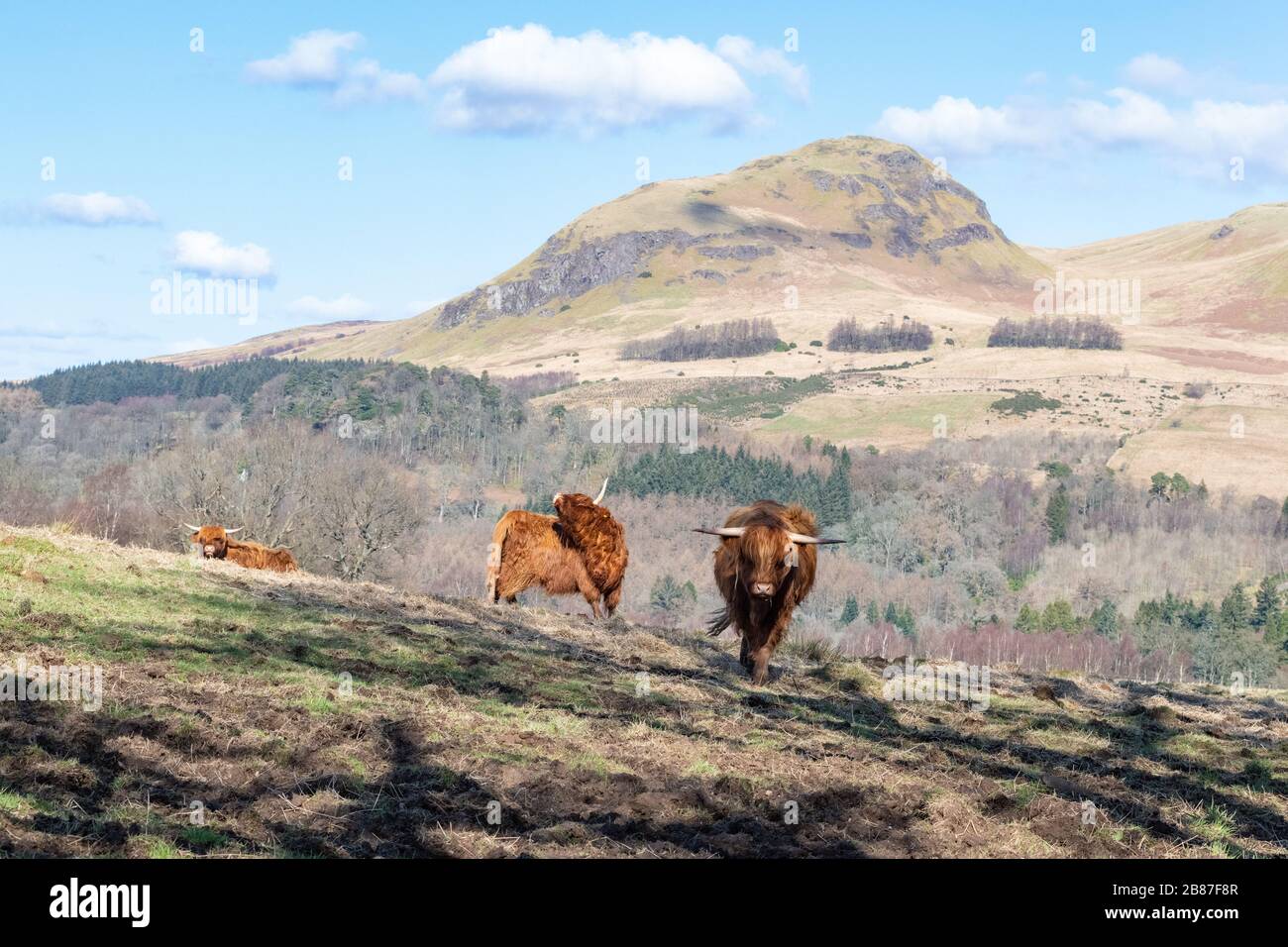Strathblane, Stirlingshire, Écosse, Royaume-Uni. 20 mars 2020. Météo au Royaume-Uni - vaches des Highlands baignées de soleil à l'extérieur de Strathblane, Stirlingshire, avec le pic de Dumgoyne derrière le crédit: Kay Roxby/Alay Live News Banque D'Images